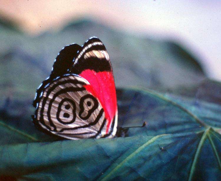 Diaethria eluina либо "бабочка 88"